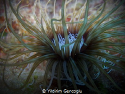 Tube anemone  Cerianthus Membranaceus by Yildirim Gencoglu 